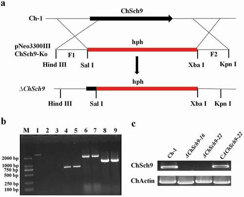 Fig. 2 (Colour online) Deletion and complementation of ChSch9. (a) Strategic map of gene deletion vector construction and sites for restriction enzymes. (b) Amplification of ChSch9 with four pairs of primers in deletion mutants. Line 1 shows the presence of ChSh9 gene in the wild-type, whereas lines 2–3, 4–5 ,6–7, 8–9 represent the HYG, upstream flanking region/Hph overlapping sequence, and downstream flanking region/Hph overlapping sequence in ΔChSch9-16 and ΔChSch9-22, respectively. (c) Confirmation of deletion and complemented strains with RT-PCR