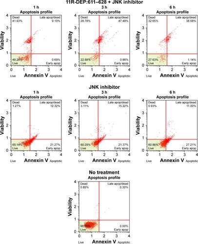 Figure 6 JNK inhibitor enhances apoptosis induced by the 11R-DEP:611–628 peptide in A549 cells. (A) Cells were treated with 11R-DEP:611–628 peptide for the indicated time, and p-JNK and total JNK levels were examined with Western blot. Data showed that the treatment led to increased p-JNK levels, indicating stronger JNK activity. (B, C) Cells were treated with the 11R-DEP:611–628 peptide in the presence or absence of JNK inhibitor (10 μM) for the indicated time, and apoptosis was examined with flow cytometry. The results showed that JNK inhibitor (SP600125) could induce apoptosis in A549 cells and enhance apoptosis induced by the 11R-DEP:611–628 peptide. Quantitative results of apoptotic A549 cells are shown in panel B, and the apoptosis profile of A549 cells is shown in panel C. **P<0.01.