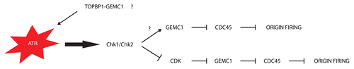 Figure 2 Possible roles of GEMC1 in DNA damage condition (see text).