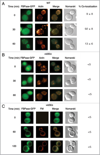Figure 6 FBPase does not associate with actin patches in vid30Δ mutant cells. Wild-type (A) and vid30Δ mutant cells (B) expressing FBPase-GFP were glucose starved and re-fed with glucose for up to 60 min and examined by fluorescence microscopy for the distribution of FBPase-GFP and actin patches. (C) The vid30Δ mutant cells expressing FBPase-GFP were re-fed with glucose in the presence of FM for up to 120 min. The distribution of FBPase-GFP and FM was examined.