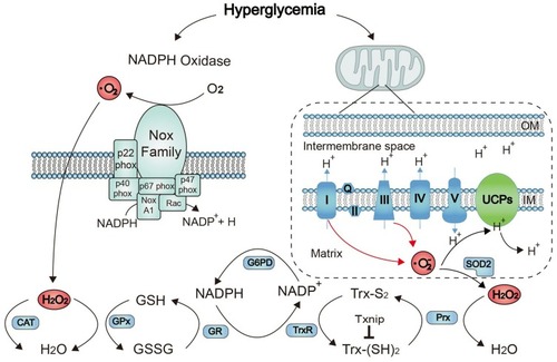 Figure 6 Schematic diagram of pathways involved in Redox proteins and ROS regulation. HS’ denotes the reduced form of the protein; “S” represents the protein oxidized form of the protein.