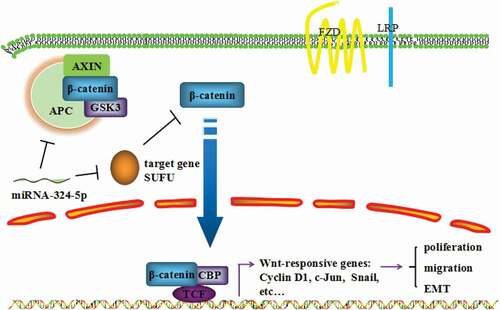 Figure 7. MiRNA-324-5p promotes cell proliferation, migration and EMT by activating Wnt/β-catenin signaling pathway via SUFU