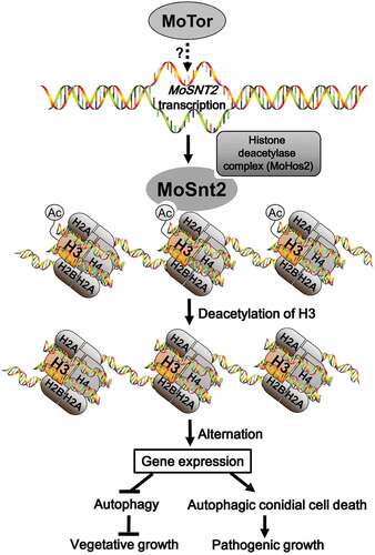 Figure 9. Model for MoSnt2-mediated epigenetic control of pathogenicity in M. oryzae. MoTor promotes the expression of MoSNT2 through unidentified effector(s) or transcription factor(s). Nucleus-localized MoSnt2 recognizes acetylated histone H3 and recruits the histone HDAC deacetylase complex to targeted chromatin regions. The MoSnt2-recruited HDAC then deacetylates H3 and alters expression of genes. MoSnt2-regulated gene expression functions to repress autophagy to promote hyphal proliferation during vegetative growth in nutrient rich conditions, while promoting autophagic conidial cell death and assisting pathogenic growth on host rice