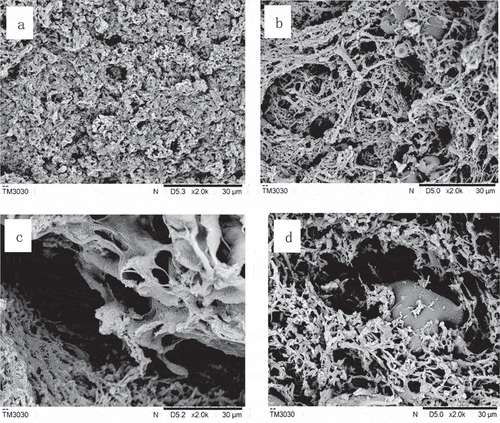 Figure 2. The SEM network of MP-SPI composite gel with various salt levels