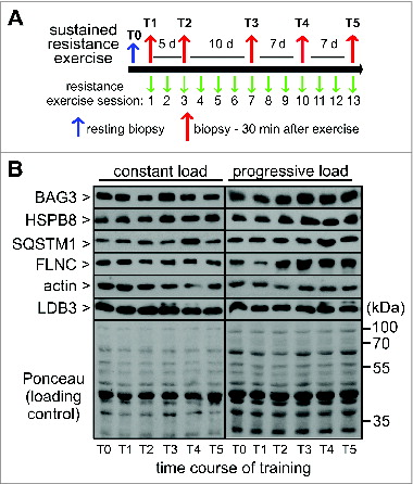 Figure 5. Sustained resistance exercise during 4 wk of training causes alterations of the CASA machinery. (A) Schematic presentation of the training regimen. (B) Expression of the indicated proteins was analyzed by immunoblotting of biopsies taken before and during 4 wk of training with 13 resistance exercise sessions. One cohort performed the exercise with a constant weight load, while a second cohort was subjected to progressively increasing load during training. Each lane corresponds to 15 μg of protein. Shown are representative blots from individual subjects.