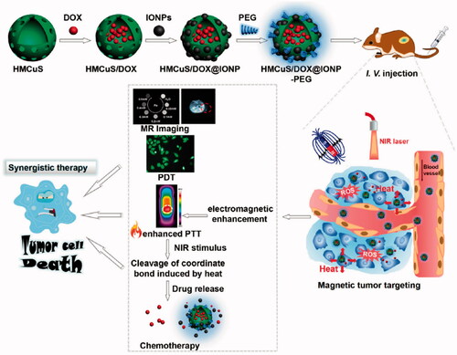 Figure 9. Schematic representation of the synthesis of the drug delivery system (HMCuS/DOX@IONP-PEG) for combining MR imaging with chemo-phototherapy. Copyright from Elsevier, 2017 (Ref [Citation53]).