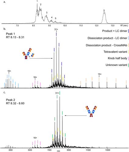 Figure 5. SEC-nMS Analysis of the HMW1 Fraction after Deglycosylation by PNGase F Treatment. a. The base peak chromatogram of the fraction, with six distinct peaks representing the high MW variants, the product, product fragments and the light chains. b. Native mass spectrum of peak 1, with a 2 + 1 mAb – LC-dimer product as the most abundant species (dark blue). The knob-knob variant is present in low abundance (violet), as is its half body (pink). The two series in light blue show the gas-phase disassociation products of the most LC-dimer variant broken into the LC dimer and the TCB MAb. c. Native mass spectrum of peak 2, containing an unknown size variant (green) as the most abundant proteoform and a relatively higher abundant knob-knob variant, displaying high heterogeneity. The LC-dimer and the disassociation products are nearly no longer present.