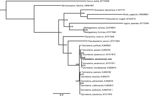 Figure 1. Maximum likelihood tree illustrating the position of the new Tylomelania sarasinorum 16s rRNA gene sequence within a subset of pachychilid species. Tree topology is largely in agreement with earlier work (Koehler & Glaubrecht Citation2010), but fails to resolve clades down to species level in the rapidly radiating genus Tylomelania which is in line with previous results (von Rintelen et al. Citation2004). Sequences were aligned using MAFFT 7.271 and highly divergent or poorly aligned regions were removed with Gblocks 0.91b (Castresana Citation2000) allowing for gap positions and smaller blocks. Trees were calculated using PhyML 3.1 (Guindon et al. Citation2010) with 12 rate categories, optimized equilibrium frequencies, GTR model of sequence evolution and combined heuristics (Nearest Neighbor Interchange and Subtree Pruning and Rerafting).