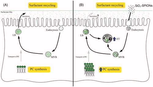 Figure 7. SiO2-SPION interference with lamellar body (LB) biogenesis in A549 cells. (A) In the control cells, the surfactant is recycled by endocytosis, where multivesicular bodies (MVBs) are formed. MVBs deliver the recycled phosphatidylcholine (PC) into the LBs. PC is also synthesized by the cell and transported into the LBs. (B) Cells exposed to SiO2-SPIONs have an increased quantity of MVBs and an elevated PC synthesis, which was previously suggested to be a mechanism reducing particle toxicity. However, SiO2-SPIONs interfered with the normal packaging of the surfactant into LBs, which resulted in their sequestration in autophagic vacuoles (AVs).