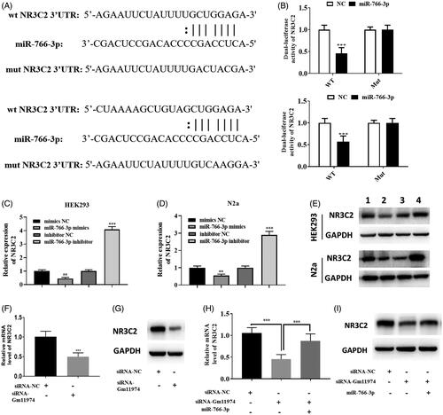 Figure 4. MiRNA-766-3p negatively regulate NR3C2 A. The potential binding sequence between miR-766-3p and NR3C3. B. Dual-luciferase reporter assay suggested that miR-766-3p significantly reduced the activity of WT NR3C2 in HEK293T cells and N2a cells and had no changes in mut group. C. Overexpression of miR-766-3p significantly reduced the expression of NR3C2 and vice versa in HEK293T cells. D. Overexpression of miR-766-3p significantly reduced the expression of NR3C2 and vice versa in N2a cells. E. Overexpression of miR-766-3p significantly reduced the protein level of NR3C2 and vice versa in HEK293T and N2a cells via western blot. F. The expression of NR3C2 was decreased in the group of knockdowns of lncRNA Gm11974. G. The protein level of NR3C2 was decreased in the group of knockdowns of lncRNA Gm11974. H. Overexpression of miR-766-3p could rescued the effect of lncRNA Gm11974. I. Overexpression of miR-766-3p could rescued the effect of lncRNA Gm11974 via western blot.