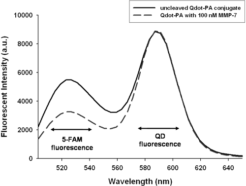 Figure 4 QDs modified with PA construct possess two fluorescence emission peaks consistent with colocalized QD and PA construct fluorescence. Exposure to MMP-7 (dashed line) results in reduced 5-FAM fluorescence intensity at approximately 520 nm when compared to control, uncleaved QD-PA samples (solid line). Results shown are representative of n ≥ 3 trials for all experimental groups.