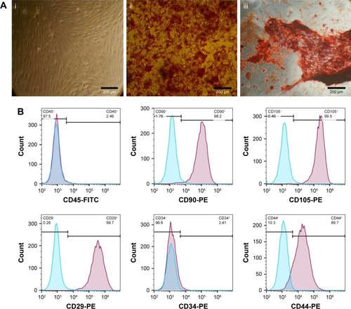 Figure 1 Characterization of bone marrow-derived MSCs.Notes: (A) Microscopy images of BMSCs phenotype on day 14 (i), osteogenesis and alkaline phosphate activity staining (ii), and adipogenesis and Oil Red O (iii). Magnification 100×. (B) Immunophenotypic analysis of cultured BMSCs with monoclonal antibodies. Flow cytometry analysis results showed that the cells were positive for MSC markers CD29, CD44, CD90, CD105, and negative for markers CD34 and CD45. Scale bar: 200 µm.Abbreviations: BMSCs, bone marrow-derived mesenchymal stem cells; CD, cluster of differentiation; FITC, fluorescein isothiocyanate; PE, phycoerythrin.