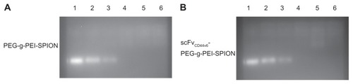 Figure 1 Gel retardation assay of PEG-g-PEI-SPION/siRNA and scFvCD44v6-PEG-g-PEI-SPION/siRNA polyplexes at various N/P ratios from 2.5 to 20. siRNA bands dissociated from polyplexes were separated by electrophoresis and visualized by an ultraviolet imaging system. Complete siRNA condensation was formed at N/P ratios of 10 and higher. Lane 1, naked siRNA as a control; lanes 2–6, polyplexes formed at N/P ratios of 2.5, 5, 10, 15, and 20.Abbreviations: PEG, polyethylene glycol; PEI, polyethyleneimine; SPION, superparamagnetic iron oxide nanoparticles; scFvCD44v6, cancer-associated CD44v6 single-chain variable fragment; SiRNA, small interfering RNA.