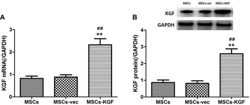 Figure 2 Expression of KGF in MSCs following lentivirus infection. The expression of KGF mRNA (A) and protein (B) in MSCs carrying empty vector (MSCs-vec) or carrying KGF expression gene (MSCs-KGF) was detected by qRT-PCR and Western blot assay. Untreated MSCs cells were used as baseline reference (MSCs). n=10. Data shown are mean±SD. **p<0.01 vs MSCs group; ##p<0.01 vs MSCs-vec group.