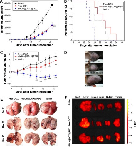 Figure 11 In vivo therapy of free DOX, oMCN@DOX@PEG, and saline on LLC model.Notes: (A) The growth curves of primary tumor; (B) survival time curves, (C) body weight, and (D) typical photos of tumor size in the right hind legs of C57BL/6N mice bearing LLC treated with free DOX, oMCN@DOX@PEG (2.5 mg/kg), and saline. Six mice per group were used. Data are presented as mean ± SD. (E) Lungs from the tumor-bearing mice treated with free DOX, oMCN@DOX@PEG, and saline were removed and visually examined for the number of metastatic tumor nodules on days 21, 23, and 25. (F) Ex vivo fluorescence images of excised organs and tumors at 12 h post injection of the formulations. *P<0.05 vs saline, **P<0.01 vs saline, and ***P<0.001 vs saline (n=6).Abbreviations: DOX, doxorubicin; oMCN@DOX@PEG, polyethylene glycol-modified doxorubicin-loaded oxidized mesoporous carbon nanospheres; LLC, Lewis lung carcinoma; SD, standard deviation.