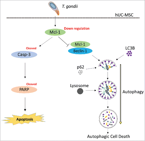Figure 7. Suggested pathway of Mcl−1-controlled autophagy and apoptosis in hUC-MSCs infected with T. gondii. During the early infection stage (within 8 h), T. gondii reduces the protein levels of Mcl−1 in the mitochondria, which is followed by interruption of the Mcl−1/Beclin-1 complex. Consequently, there is accelerated formation of autolysosomes and autophagosomes. During the late stages of infection (up to 24 h), T. gondii down-regulates the protein levels of Mcl−1 in hUC-MSCs and activates caspase-3, which leads to PARP cleavage and the eventual induction of apoptosis.