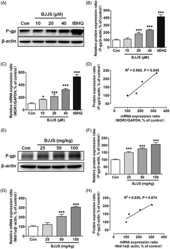 Figure 2. Effects of BJJS on protein and mRNA levels of P-gp in HepG2 cells (A, B, and C) and C57 mice (E, F, and G). Protein and mRNA expression levels were measured using Western blot and real-time PCR analysis, respectively. The correlation between P-gp mRNA levels and protein levels in HepG2 cells (D) and C57 mice (H) was analyzed using Person analysis, respectively. Densitometry results were related to β-actin and are presented as a percentage of control. GAPDH was used as a housekeeping gene for cells. Data are represented as the mean ± SD (n = 3). *p < 0.05 and ***p < 0.001 compared with the control group by using one-way ANOVA analysis.