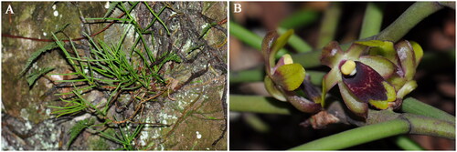 Figure 1. Luisia hancockii Rolfe 1896. (A) Habitat; (B) Flowers. Both photos were taken by Ming Jiang. L. hancockii is a perennial herb with a height of 10–20 cm. The flowers are fleshy, with sepals and petals in yellow-green color. The lip is nearly ovate-oblong, and lip hypochile is purple-red. The flowering period is from May to June.