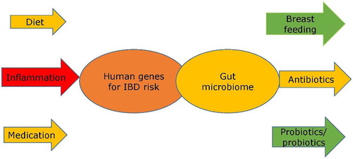 Figure 1. This illustrates the overlaps between two key groups of genes, in both humans and their gut bacteria, and key influences on these. While human genes determine key sensitivities, they are greatly impacted by the nature of the gut microbiome. The expression of human genes is impacted strongly by both diet and medication, and these effects might be beneficial or detrimental, depending upon their nature and the specific human genes involved in disease susceptibility. Inflammation, however caused, is likely to have an adverse effect. The gut microbiome is strongly influenced by early life nutrition, and breast feeding plays an important role. Antibiotics may be beneficial, but if used to excess, may be detrimental. Diet is also of key importance, and both probiotics and prebiotics are designed to benefit the gut microbiome.
