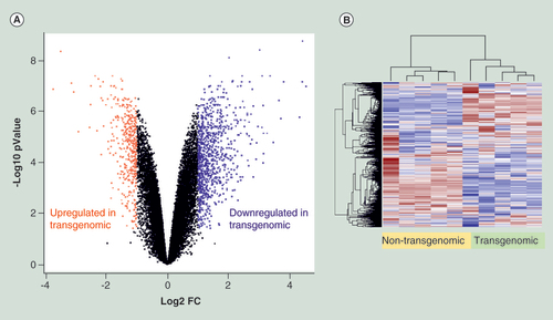 Figure 3.  Alterations of transcriptional activities in pC1–5.6 transgenomic HCT116 cell clones. (A) Volcano plot displays nonstandardized signal (log2 fold-change) on the X-axis against standardized signal (-log10 false discovery rate adjusted p-value) on the Y-axis for the comparison of five nontransgenomic against seven transgenomic cell clones of all 28,869 genes analyzed. Upregulated genes in transgenomic cell clones were displayed in red and downregulated genes in blue (fold change ± 2, adjusted p-values < 0.05; n = 1343 genes). (B) Hierarchical cluster analysis of differentially expressed genes. Parameters for cluster calculation: distance = ‘correlation’, linkage = ‘average’. Expression signals were z-transformed. Upregulated genes are indicated in carmine, downregulated genes in blue.