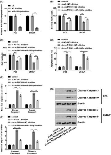 Figure 6. Silencing circular RNA circZNF609 (circZNF609) restrained cell viability by up-regulating microRNA (miR)-186-5p. (A) miR-186-5p inhibitor conspicuously declined the level of miR-186-5p. (B) miR-186-5p inhibitor conspicuously enhanced the circZNF609-induced decline in PC3 and LNCaP cell colony. (C) miR-186-5p inhibitor conspicuously enhanced the circZNF609-induced decline in PC3 and LNCaP cell viability. (D) miR-186-5p inhibitor conspicuously declined the circZNF609-induced rise in PC3 and LNCaP cell apoptosis. (E–G) Silencing circZNF609 meaningfully declined expressions of Cleaved-Caspase-3 and Cleaved-Caspase-9, miR-186-5p inhibitor conspicuously reversed this expression. (*p < .05; **p < .01; ***p < .001).