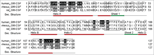 Figure 4. Alignment (http://www.jalview.org Citation49) of human, rhesus and rat GM-CSF amino acid sequences. Contacted residues of MOR04357 Fab on human GM-CSF are highlighted in black, supplemented by secondary structure information. Sequence identity to rhesus and rat GM-CSF in the respective regions, is depicted in gray.