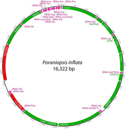 Figure 2. The complete mitochondrial genome of Poraniopsis inflata in this study. This map was generated by Geneious Prime ver. 2023.2.1.