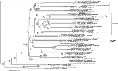 Figure 1. Maximum likelihood phylogeny (GTR + I + G model, I = 0.1590, G = 0.3930, likelihood score 316053.05651) of Marcosoma conifera, 50 additional ditrysian Lepidoptera mitogenomes (including the Pyrgus malvae (Hesperiidae) mitogenome (Genbank BK013352, SRA SRR7174492 (Li et al. Citation2019)), and Micropterix calthella (Micropterigidae)(Timmermans et al. Citation2014) as an outgroup based on 1 million random addition heuristic search replicates (with tree bisection and reconnection). One million maximum parsimony heuristic search replicates produced an identical tree topology (parsimony score 76038 steps). Numbers above each node are maximum likelihood bootstrap values and numbers below each node are maximum parsimony bootstrap values (each from 1 million random fast addition search replicates). Note that the very long branches leading to Micropterix calthella and the basal ditrysian moths are not drawn to scale to facilitate visualing the branching patterns within the ditrysian moths.