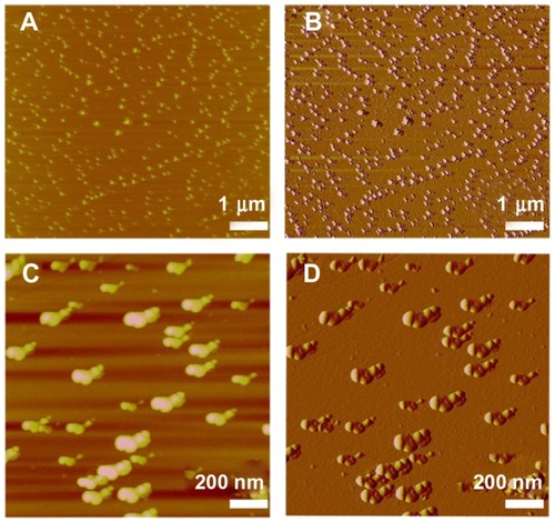 Figure 7 AFM image of MAEHA nanogels. (A and C) Phase images; (B and D) amplitude images.Notes: For AFM, the sample of 1 μL of MAEHA nanogel suspension was dropped onto freshly cleaved mica surface and washed with 50 μL of Milli-Q® water. Measurements were taken only after the sample had completely dried.Abbreviations: AFM, atomic force microscopy; MAEHA, methacrylic acid-co-2-ethyl hexyl acrylate.