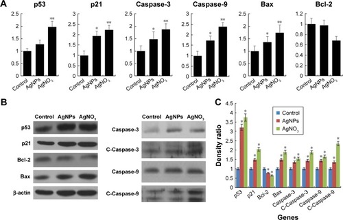 Figure 6 Effect of AgNPs on pro- and antiapoptotic gene expression.Notes: (A) F9 cells were treated with or without 12.5 μg/mL of AgNPs or 6.125 μM of AgNO3 for 24 h, and the relative mRNA expression was analyzed by RT-qPCR. (B) Protein expression was analyzed using western blot. (C) The bar graph indicates the signal intensity ratio between control and treated groups. The results are expressed as the mean ± standard deviation of three separate experiments. The treated groups showed statistically significant differences from the control group determined using Student’s t-test (*P<0.05 and **P<0.1).Abbreviations: AgNPs, silver nanoparticles; RT-qPCR, reverse transcription-quantitative polymerase chain reaction.