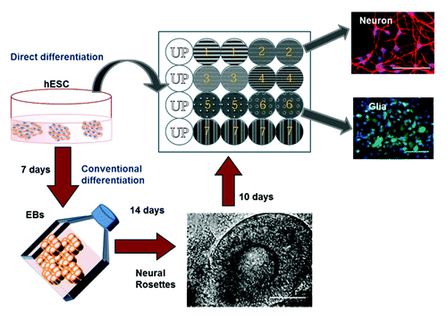 Figure 9. The schematic of neural differentiation on the Multi Architecture (MARC) chip by the direct (blue arrows) or conventional method (red arrows) is shown. The MARC chip has duplicates and also includes unpatterned surfaces as control (Courtesy: Ankam et al., 2013).Citation49