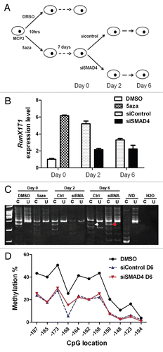 Figure 6 Knockdown of Smad4 accelerates re-silencing of RunX1T1 in MCP3 cells. (A) MCP3 cells were treated with 0.5 mM of 5-aza for 10 hrs. After demethylation treatment, cells were replaced with fresh medium and cultured for another 7 days before transfection with siRNA against SMAD4 (siSMAD4) or scramble control (sicontrol), DNA and RNA were harvested for methylation and expression experiment on day 0, 2 and 6 after siRNA transfection. (B) Quantitative RT-PCR analysis of mRNA levels of RunX1T1 after various treatments at the indicated time. Error bars indicate SD calculated from triplicates. (C) Methylation analysis of RunX1T1 promoter by COBRA assay on day 0, 2 and 6 after siRNA transfection. Knock down of SMAD4 accelerated re-methylation of RunX1T1. This phenomenon is more evident on day 6 of the experiment as indicated by stronger AciI digestion in siRNA transfection group (red arrow head) than in control group (white arrow head). (D) Bisulphite pyrosequencing analysis of CpG sites from −187 to −104 on day 6 (D6) of the experiment. Methylation level of DMSO-treated MCP 3 cells were included as reference.