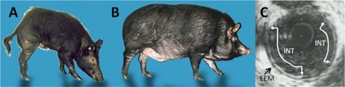 Figure 1 Ossabaw swine phenotypes and coronary atherosclerosis. Lean (A) and obese, metabolic syndrome (B) swine; (C) Coronary atheroma visualized in an animal with metabolic syndrome by intravascular ultrasound with arrows indicating neointimal border (INT) and external elastic membrane (EEM).
