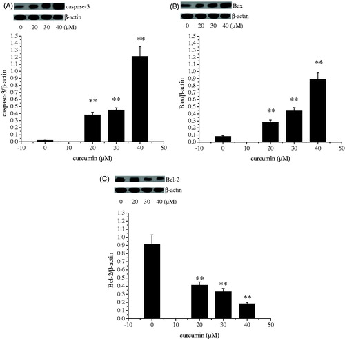 Figure 6. Effect of curcumin on caspase-3 (A), Bax (B) and Bcl-2 (C) proteins expression. Data are presented as mean ± SD (n = 3). **p < 0.01.