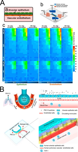 Figure 5. Representatives of microfluidic techniques for 3D cell culture and lung‐on‐a‐chip model. (A): (a) Diagram of coculture cell lines. (b) Overview of the microfluidic 3D coculture device. (c) ROS production upon exposure to benzo[a]pyrene and nicotine based on microfluidic coculture, microfluidic monoculture, and off-chip monoculture methods. Adapted with permission from Zhang et al. (Citation2020), Copyright (2020) American Chemical Society. (B) Schematic diagram of the lung‐on‐a‐chip model for PM exposure. Reprinted with permission from Xu et al. (Citation2020). Copyright (2020) American Chemical Society.