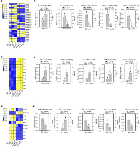 Figure 4. Expression level of genes related to sucrose transport and metabolism, IAA and ABA signalling pathway. (A), (C), (E) Heatmap of representative genes expression related to sucrose, IAA and ABA signalling pathway. (B), (D), (F) Gene expression changes as assessed by RT-qPCR. The relative expression detected by RT-qPCR is represented by a bar graph, and the left ordinate indicates the expression level. FPKM of genes, according to RNA-Seq data, is represented by a line graph, and the right ordinate indicates the FPKM level. Asterisks represent a significant difference compared with WT. The log2 fold change value of the gene expressions from transcriptome is displayed in different colours. Yellow colour means high expression and blue colour means low expression. Each sample was assayed in three biological replicates. The experimental materials were selected from the roots of different plants which were grown on MS solid media with 6% sucrose for 6 days.