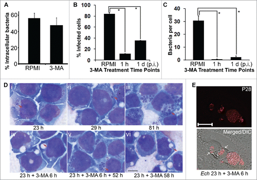 Figure 2. Growth of E. chaffeensis is reversibly inhibited by the class III PtdIns3K inhibitor 3-MA. (A) 3-MA does not inhibit internalization of E. chaffeensis. The percentage of intracellular bacteria vs. total cell-associated bacteria was determined in THP-1 cells incubated with 3-MA or RPMI 1640 medium control (RPMI) at 2 h p.i. by scoring 100 E. chaffeensis bacteria in each group after 2 rounds of immunofluorescence labeling. Data are presented as the mean ± standard deviation of triplicate samples (not significantly different by the Student t test, P > 0.05). (B and C) 3-MA added at 1 h or 1 d p.i. inhibits E. chaffeensis infection. 3-MA was added to THP-1 cells at a final concentration of 2 mM, and infection was assessed at 3 d p.i. by Diff-Quik staining to determine the percentage of infected cells (B) and the number of bacteria per cell (C). Data are presented as the mean ± standard deviation of triplicate assays. *, Significantly different by the Tukey HSD test (P < 0.05). (D) 3-MA reversibly inhibits E. chaffeensis replication in THP-1 cells. i to iii, E. chaffeensis in THP-1 cells without 3-MA treatment at 23, 29, and 81 h p.i., respectively. iv to vi, E. chaffeensis in THP-1 cells treated with 10 mM 3-MA at 23 h p.i. for 6 h (iv) and incubated an additional 52 h with (vi) or without (v) 3-MA. Arrows indicate E. chaffeensis as shown by Diff-Quik staining. (E) Cells in panel (D) (iv) were immunostained with anti-P28. White arrows indicate large vacuoles containing condensed bacteria. Merged/DIC, fluorescence image merged with differential interference contrast (DIC) image. Deconvolution microscopy. Scale bar: 10 μm.