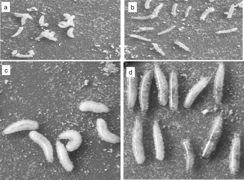 Figure 1. A. ludens larvae: (a) second instar untreated; (b) second instar pressurized at 150 MPa for 20 min; (c) third instar untreated; (d) third instar pressurized at 150 MPa for 20 min. Figura 1. Larvas de A. Ludens: (a) Larvas de segunda etapa sin tratamiento; (b) larvas de segunda etapa presurizadas a 150 MPa durante 20 min; (c) larvas de tercera etapa sin tratamiento; (d) larvas de tercera etapa presurizadas a 150 MPa durante 20 min.