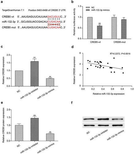 Figure 6. MiR-132-3p targeted the expression of CREB5 in LoVo cells. (a) Bioinformatics predicted the binding sites of miR-132-3p and CREB5. (b) The combination of miR-132-3p and CREB5-wt was detected by dual-luciferase reporter system. (c) The mRNA expression of CREB5 in miR-132-3p-mimics, miR-132-3p-inhibitor LoVo cells was detected by qRT-PCR. (d) The correlation between miR-132-3p and CREB5. (e,f) The CREB5 protein expression level in miR-132-3p-mimics, miR-132-3p-inhibitor LoVo cells was tested by Western blot. ** P＜0.01, compared with NC group.