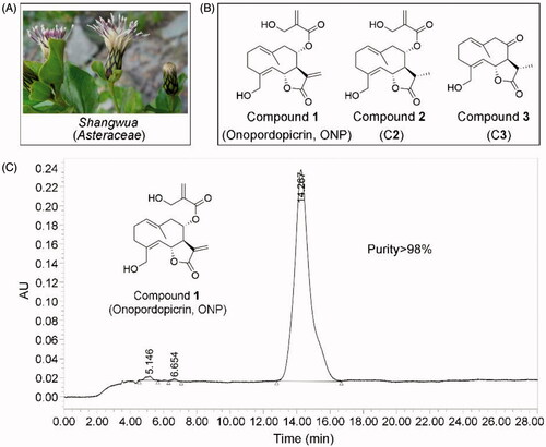 Figure 1. Compounds 1-3 isolated for the first time from Shangwua, a new genus of Asteraceae. (A) Tibetan plateau and Himalayas plant Shangwua. (B) Structure of compounds 1–3, namely ONP, C2, and C3. (C) Purity analysis of ONP was analyzed by HPLC.