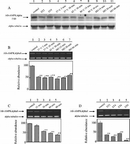 Figure 4 Expression of Artemia alpha subunit gene in Artemia and cysts in response to stresses. (A) Northern blot analysis of AMPK alpha subunit gene in response to varied stresses. Lane 1, RNAs from Artemia in normal conditions; Lanes 2 and 3, RNAs from starved adults for 2 or 9 days (ST2 and ST9); Lanes 4–6, RNAs from heat-shocked adults; Lanes 7 and 8, RNAs from heat shocked cysts; Lanes 9–11, RNAs from hyperosmotically shocked adults (HO 15, HO 30 and HO 60). (B) Semi-quantitative RT-PCR analysis of Afr-AMPkalpha1 expression in adults in response to heat-shock stress, hyperosmotic stress and starvation stress. (C) Semi-quantitative RT-PCR analysis of Afr-AMPKalpha1 expression in cysts subjected to heat-shock stress. (D) Semi-quantitative RT-PCR analysis of Afr-AMPKalpha1 expression in starved adults. Asterisks (**) indicate significant differences (P < 0.01, by one-way ANOVA versus control).