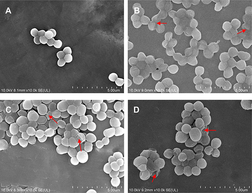 Figure 2 Scanning electron micrographs of untreated MRSA (A) and MRSA treated with menthone at 0.1× MIC (B), 0.5× MIC (C), and 1× MIC (D). The arrows mark areas of membrane damages.
