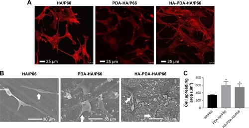 Figure 8 Cell spreading on the substrates at 24 hours, as observed by (A) CLSM and (B) SEM. (C) The cell spreading area was measured with SEM images by ImageJ software.Notes: Arrows indicate cells. *Significant difference compared with HA/P66 (P<0.05).Abbreviations: CLSM, confocal laser scanning microscopy; HA/P66, hydroxyapatite/polyamide 66; SEM, scanning electron microscopy; PDA-HA/P66, polydopamine coating on hydroxyapatite/polyamide 66; HA-PDA-HA/P66, hydroxyapatite coating formation on hydroxyapatite/polyamide 66 assisted by polydopamine.