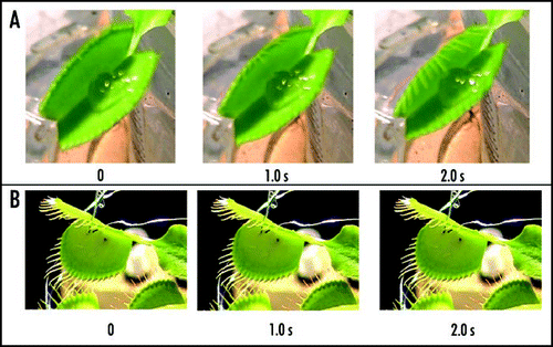 Figure 7 Sequence of Venus flytrap photos after stimulation of trigger hairs by a small piece of a gelatin (A) or by electrical stimulation (B). Fifty milliliters of 0.1 mM pentachlorophenol was added to soil 48 hours before experiments. These results were reproduced five times on different Venus flytrap plants.