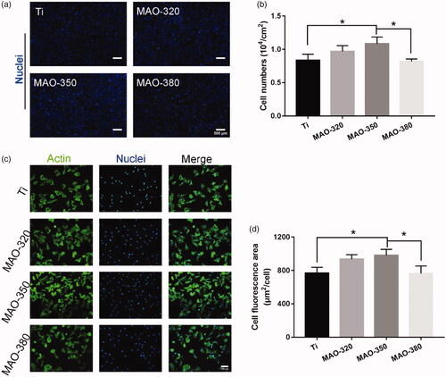 Figure 7. Cell adhesion on the samples. (a) The number of adherent cells on the surfaces of the samples at 4 h (scale bar = 500 μm). (b) The number of adherent cells per unit area. (c) Fluorescence staining of actin on the sample surfaces at 4 h (Scale bar = 100 μm). (d) The average fluorescence area of the cells (*p < .05; n = 3).