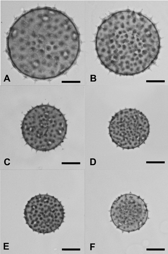 Figure 5. Pollen grains (LM) of representative specimens to illustrate size variation between species of Palaua: A. P. mollendoensis; B. P. dissecta; C. P. malvifolia; D. P. guentheri; E. P. modesta; F. P. inconspicua. All at same magnification; scale bars – 20 μm.