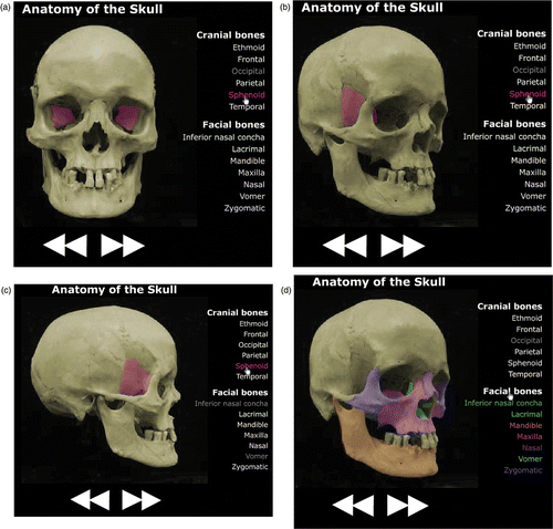 Figure 4. Rotating roll-over image of the skull with the sphenoid bone highlighted so that it can be followed as the skull is manipulated to be viewed at (a) 0°, (b) 45°, and (c) 90° of rotation. (d) The grouping function has been activated to allow all of the facial bones to be viewed simultaneously at 45° of rotation.