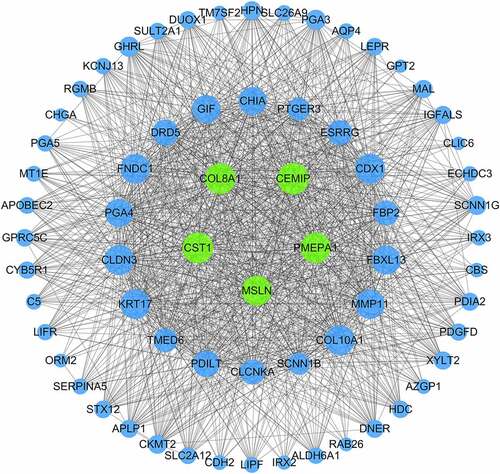 Figure 5. Gene network of the blue module genes. The blue nodes represent the genes in the blue module and the gray lines represent the co-expression relationships between these genes. The larger the blue node, the higher its degree score. Green represents the hub genes, and blue represents the non-hub genes