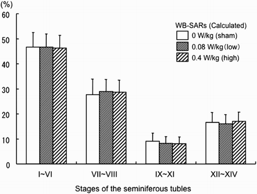 Figure 1. Staging of seminiferous tubules. The entire stages categorized from I to XIV, were classified into 4 groups; I ∼ VI, VII ∼ VIII, IX ∼ XI, and XII ∼ XIV. The data represent the mean values with SD. Statistical significance were not shown using Dunnett test in all stages. P values of each stage were: Stage I-VI 0 vs. 0.08: 0.500, 0 vs. 0.4: 0.5305; Stage VII-VIII 0 vs. 0.08: 0.3159, 0 vs. 0.4: 0.3693; Stage IX-XI 0 vs. 0.08: 0.2790, 0 vs. 0.4: 0.1980; and Stage XII-XIV 0 vs. 0.08: 0.4720, 0 vs. 0.4: 0.5052.