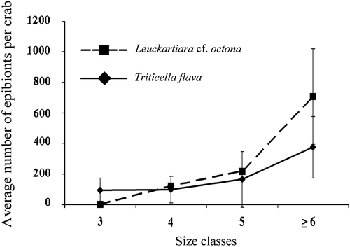 Figure 3. Average number(±SE) of each epibiont in relation to the size class of the crabs.